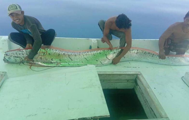 Heboh Oarfish Muncul di Kepulauan Selayar, Tanda Gempa dan Tsunami?