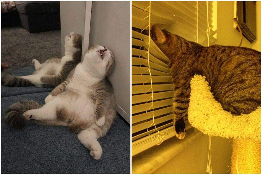 10 Foto Kucing Termalas Sedunia, Kerjaannya Rebahan sama Makan!
