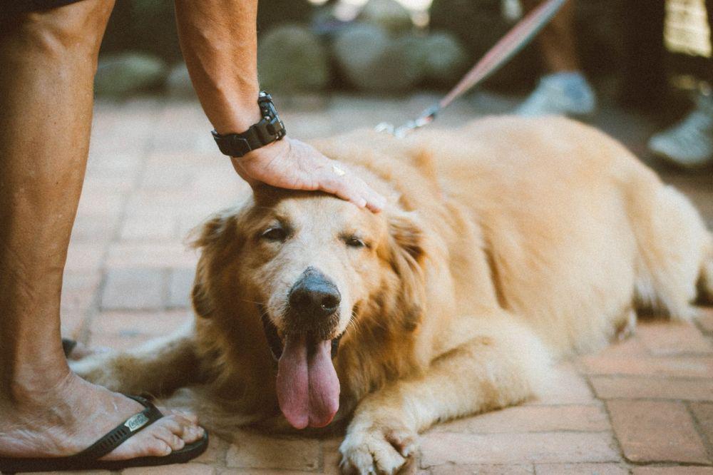 7 Cara Ampuh Ini Mampu Menghentikan Anjing Menggonggong