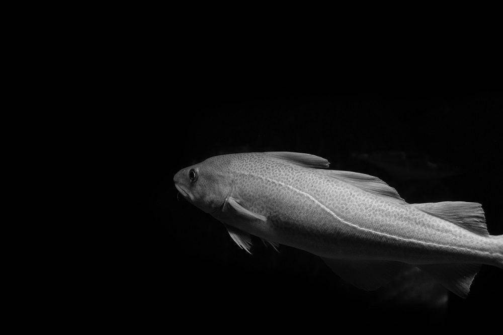 unsplash/Ricardo Resende