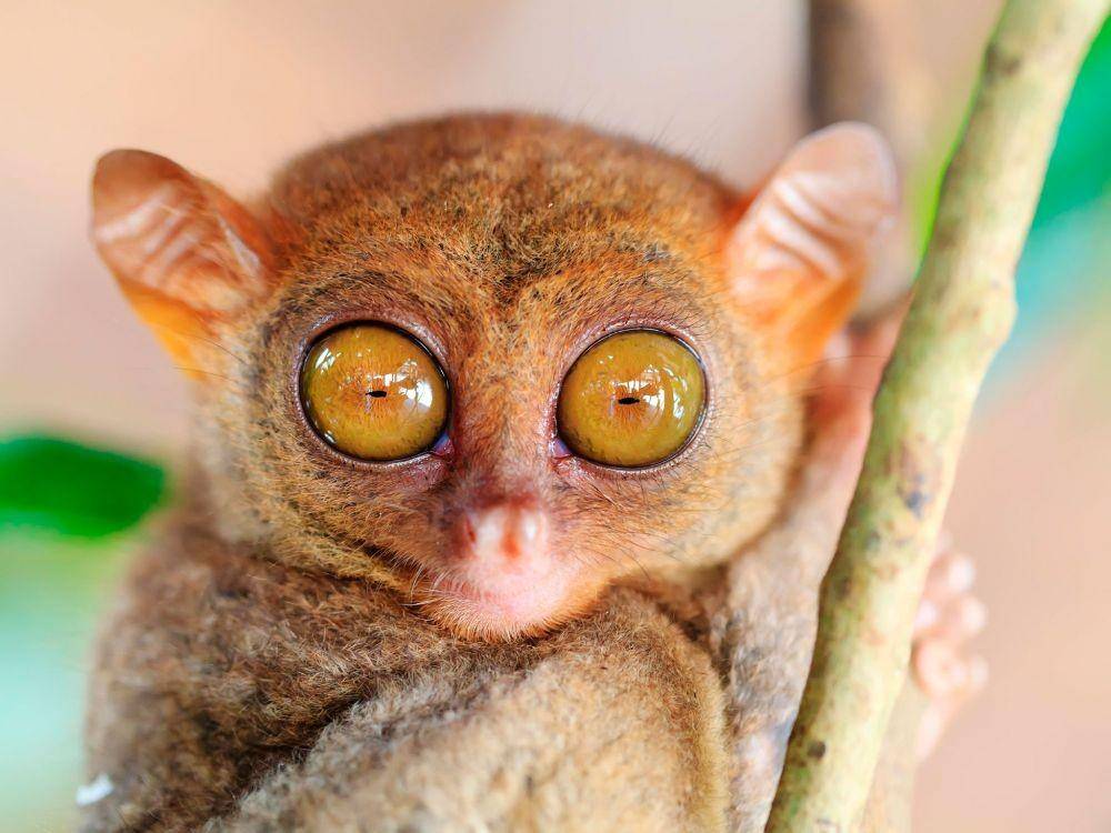 nationalgeographic.com