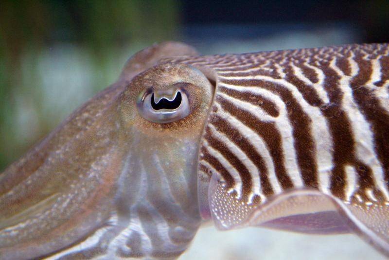 ocean.si.edu