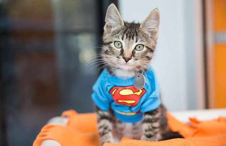 Ikut Basmi Kejahatan, Ini 12 Potret Seru Kucing Pakai Kostum Superhero