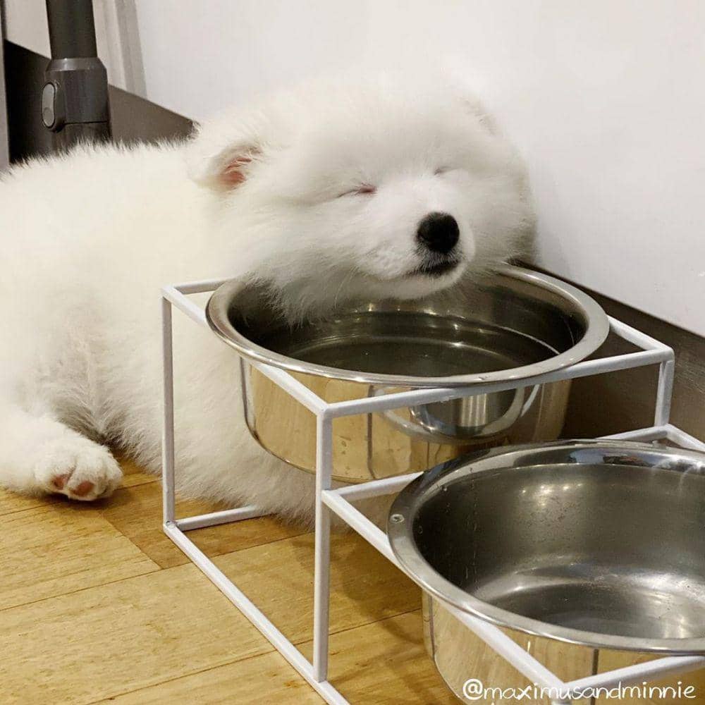 instagram.com/maximusandminnie