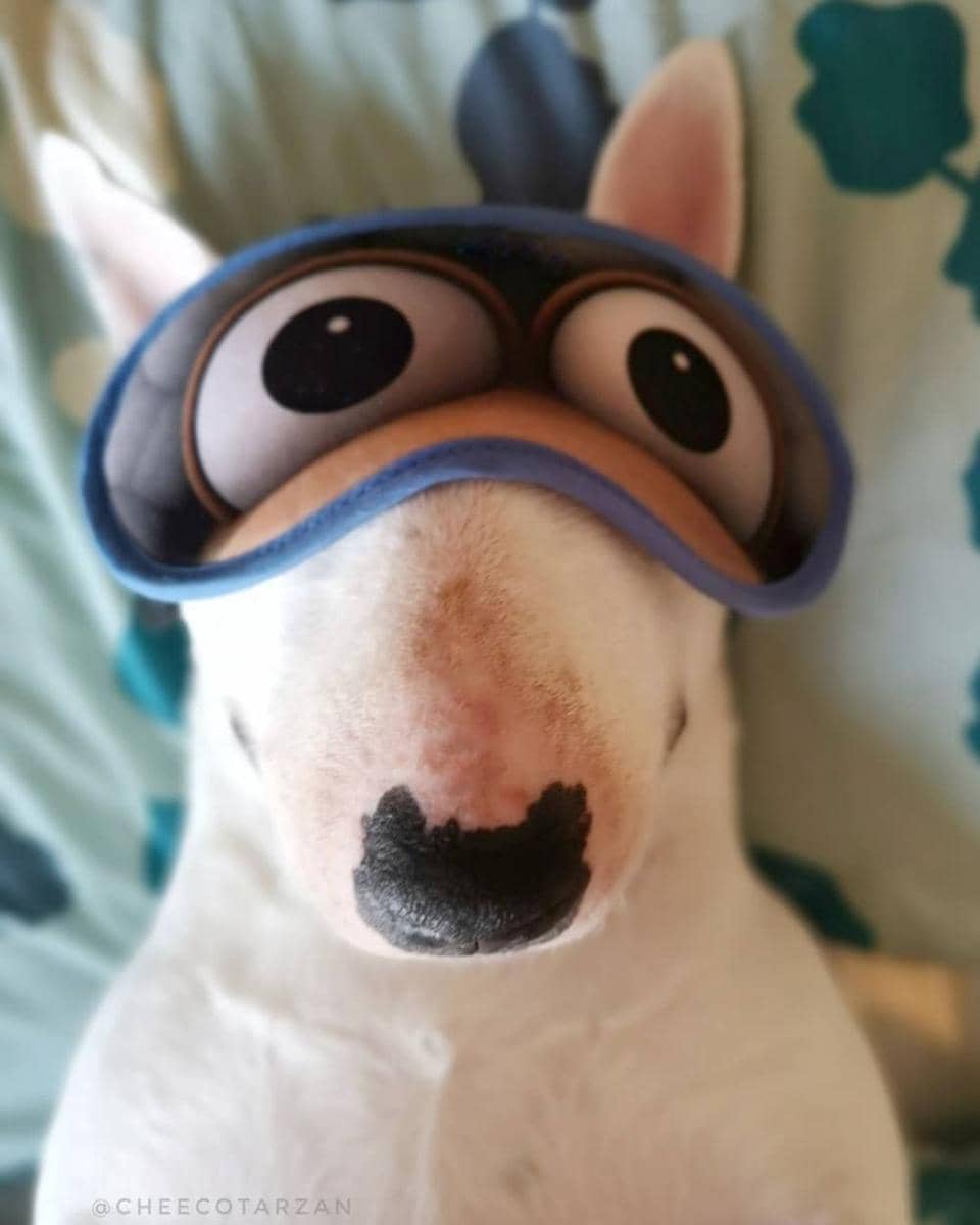 instagram.com/cheecotarzan