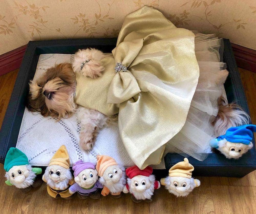 10 Potret Gaya Anjing Saat Tidur yang Bikin Heran Sekaligus Ngakak