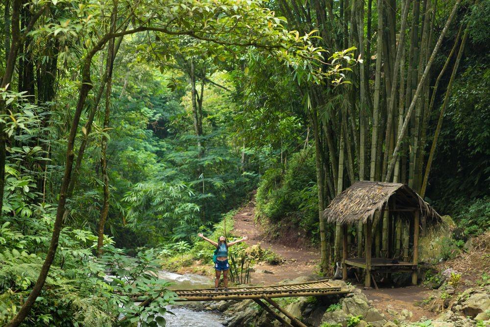 Wamen LHK: Bambu Bisa Jadi Solusi Pengendalian Perubahan Iklim