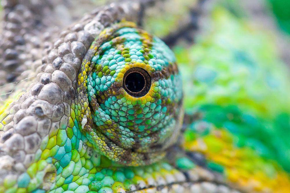 canvaschameleons.com