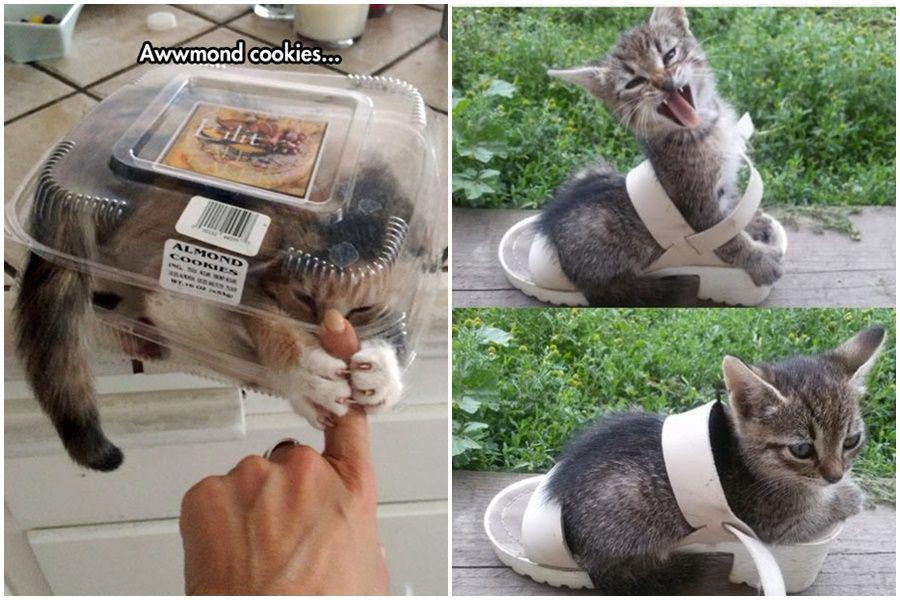 13 Tempat Gak Biasa yang Bikin Kucing Terjebak, Sandal sampai Stoples