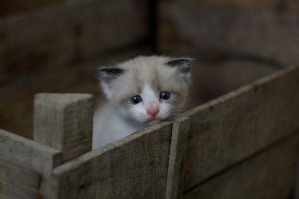 5 Bahasa Mata Kucing Ini Ada Maksudnya lho, Penasaran? Simak Yuk!