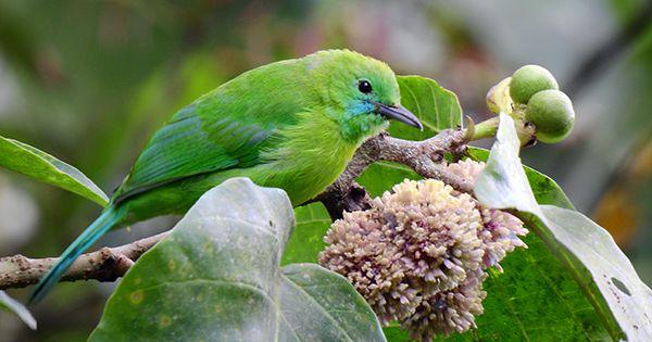 Di Tahun 2019, 8 Jenis Burung dari Indonesia Semakin Terancam Punah
