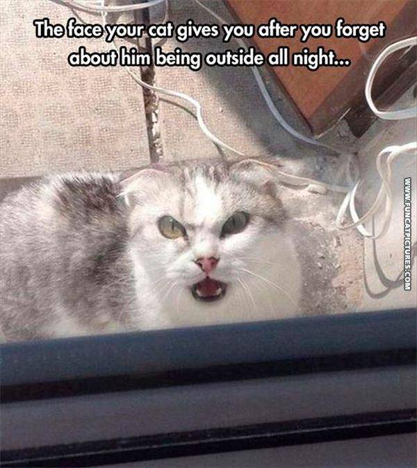 FunCatPictures.com