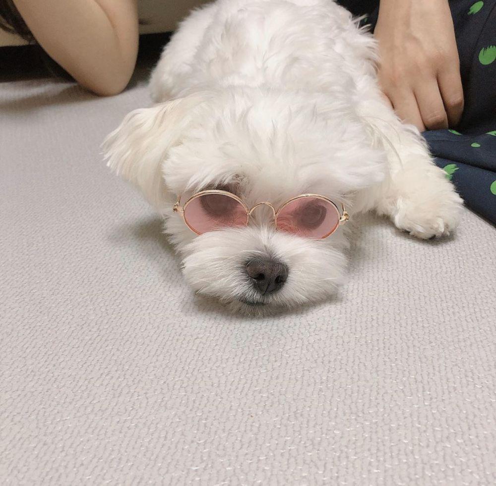 9 Potret Lucu Haetnim, Anjing Peliharaan Joy Red Velvet