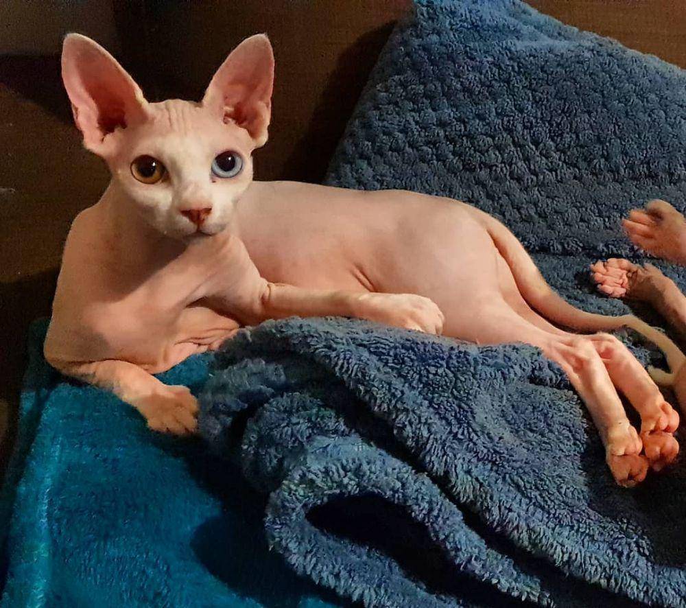 instagram.com/tasavara_sphynx
