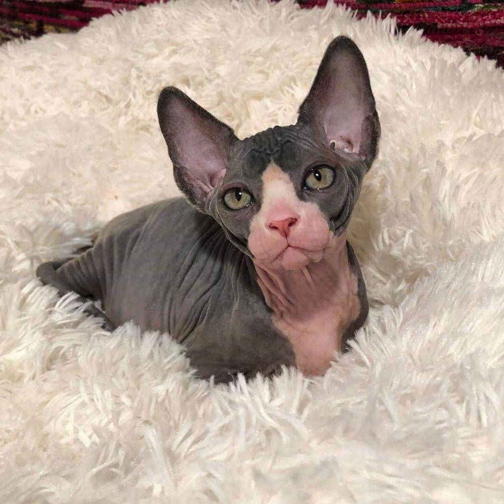 instagram.com/tasavara_sphynx