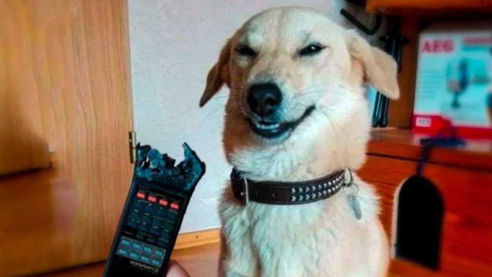 Youtube/FunnyAnimalsLife2