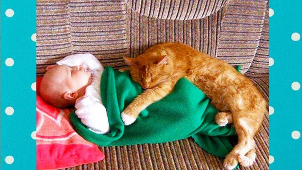 Youtube,com/Top Funny Cat