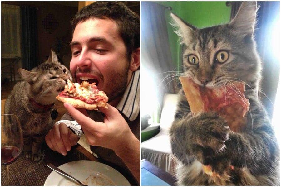 12 Kucing yang Hobinya Makan Piza, Berasa Peliharaan Sultan Kali, ya?