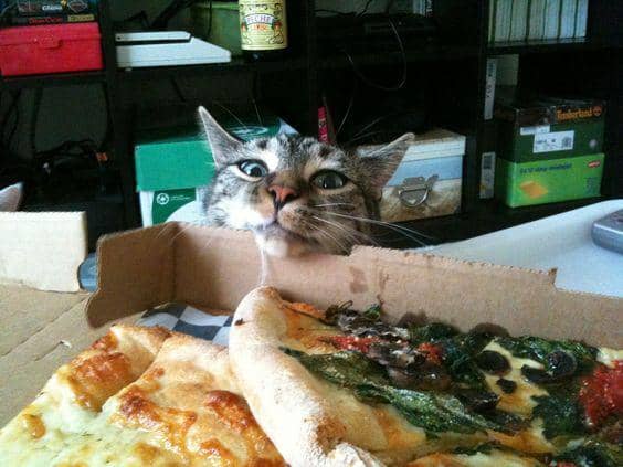 mostlycats.mostly.tumblr