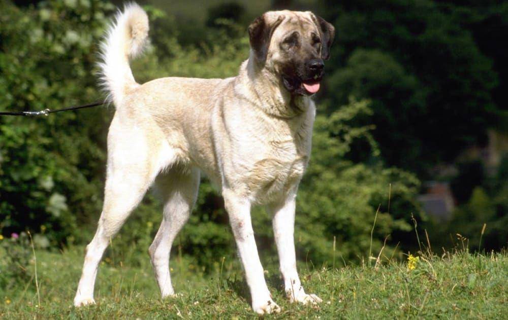 animalsbay.com