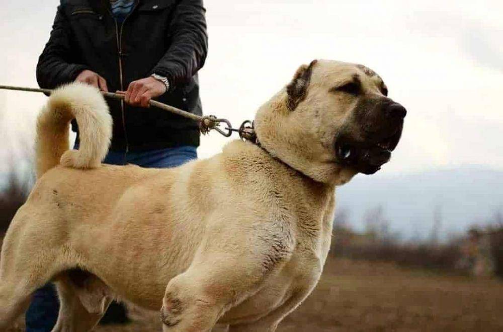 k9web.com