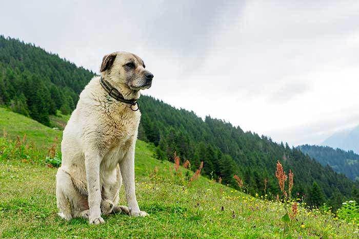 howtotrainthedog.com