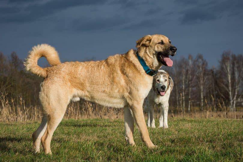 dogbreeds.wiki