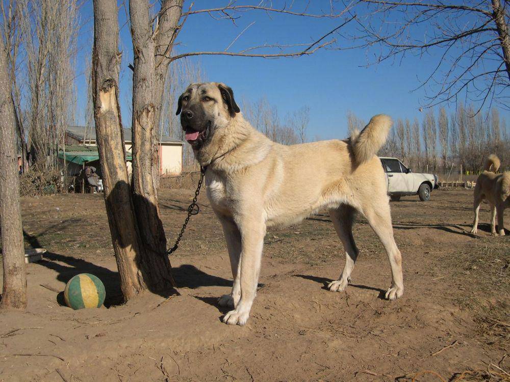 101dogbreeds.com