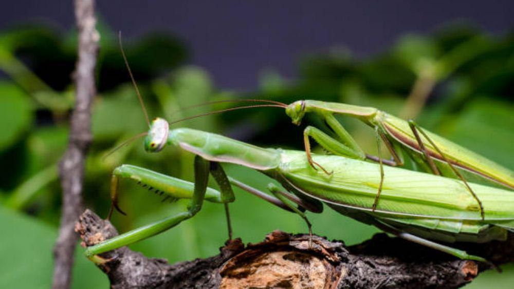 praying-mantis.org