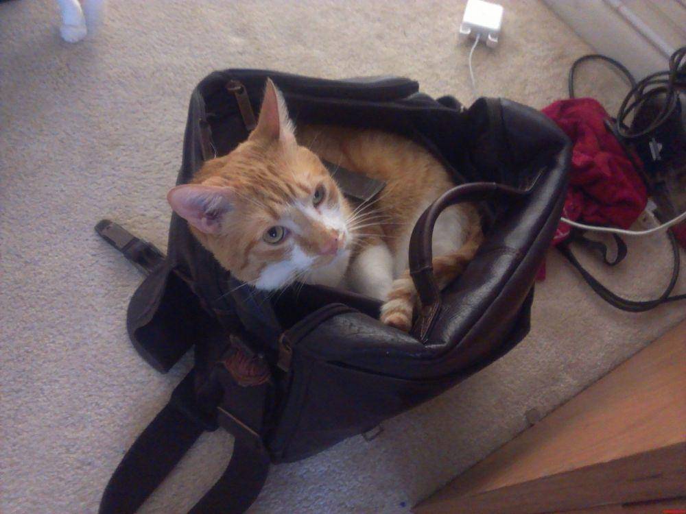 cutecatshq.com