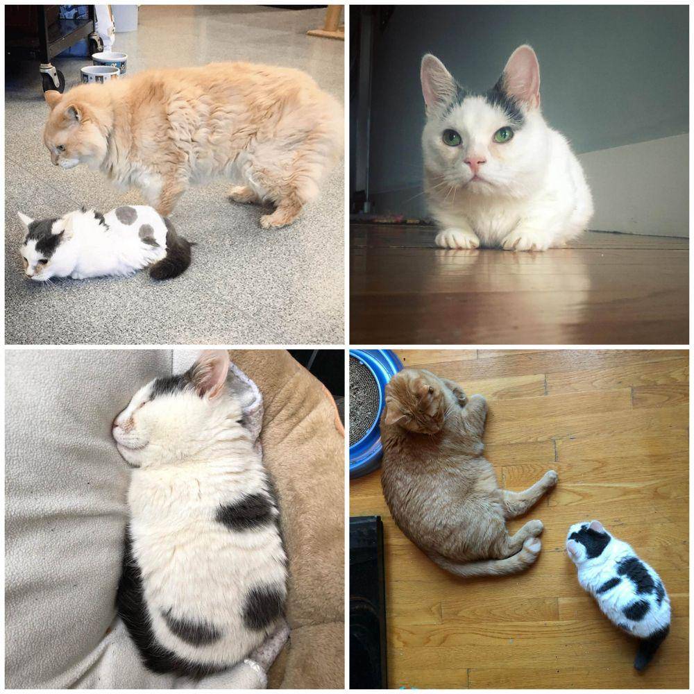 instagram.com/realstumpycat