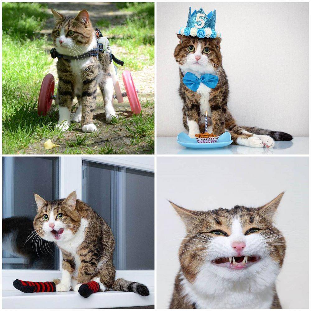 rexiecat.com