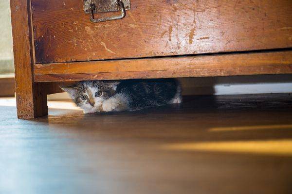 catster.com