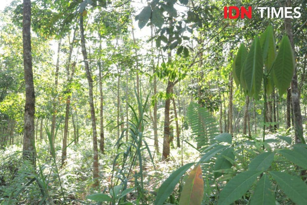 Hutan Kalimantan (IDN Times/Aldila Muharma)