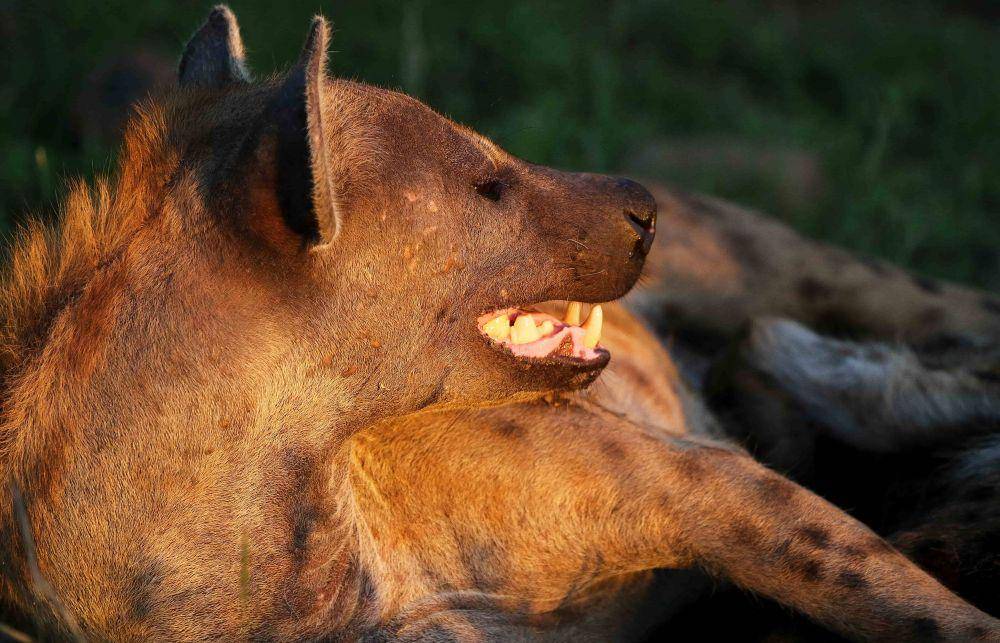 ilustrasi hyena (unsplash.com/Hans Veth)