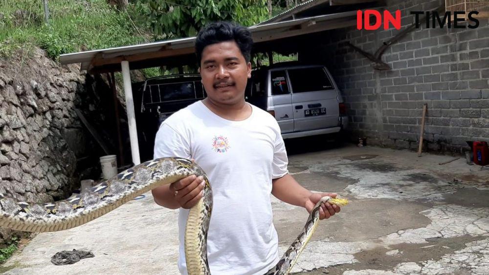 Tak Hanya Kobra, Ular Piton Ditemukan di Rumah Warga Gunungkidul