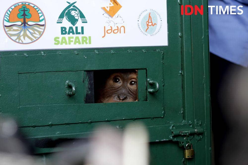 Bonbon mengintip dari ventilasi saat tiba di Kargo Bandara Kualanamu, Deli Serdang, Selasa (17/12) (Prayugo Utomo/IDN Times)