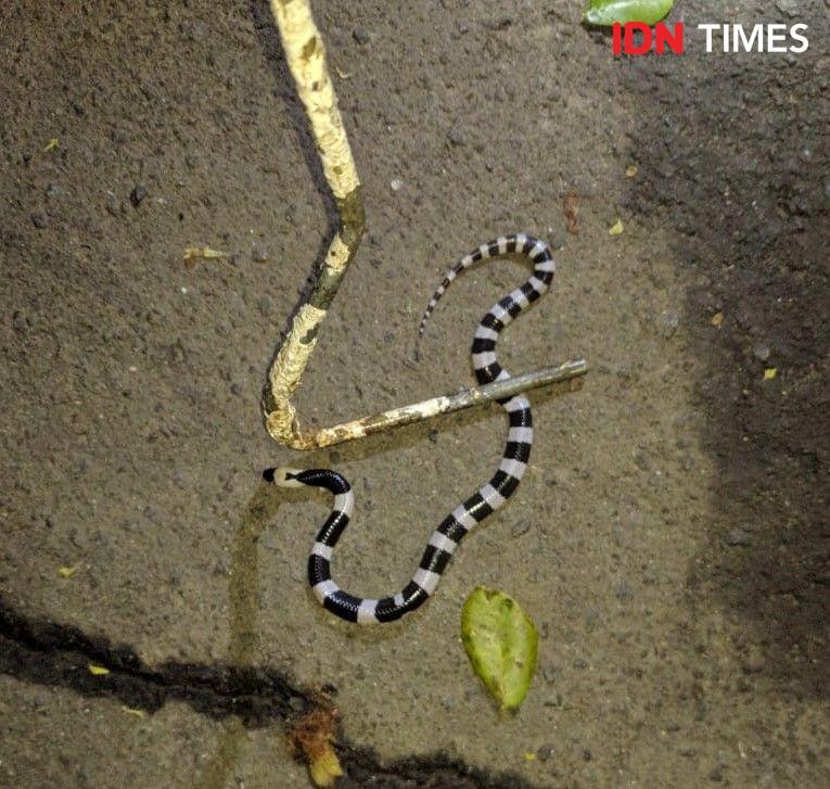 Razia Ular di Perumahan Tangerang, 50 Ekor Berhasil Ditangkap