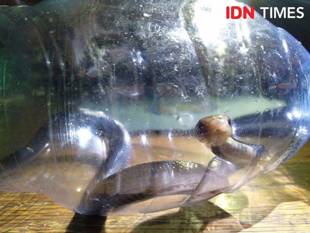 Lima baby ular kobra ditangkap petugas Damkar Kota Bekasi di gudang pabrik di KH Agus Salim 22 RT 1 /08, Kelurahan Bekasi Jaya, Bekasi Timur, Kota Bekasi pada Selasa (17/12) (IDN Times/Dini Suciatiningrum)