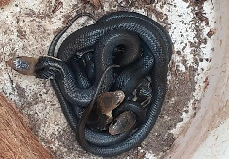 Ular uni uxlab yotgan ayolning eshagiga surdilar Ular uni uxlab yotgan ayolning eshagiga surdilar