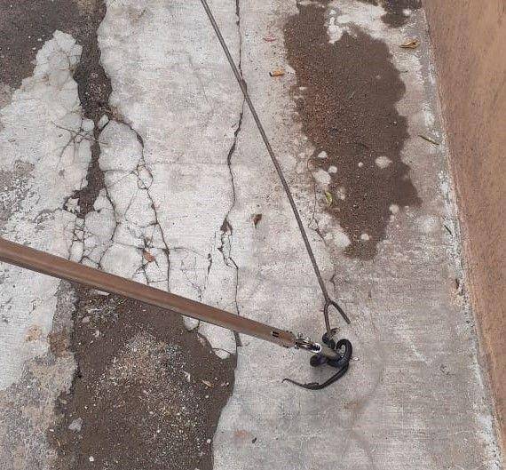 Lima baby ular kobra ditangkap petugas Damkar Kota Bekasi di gudang pabrik di KH Agus Salim 22 RT 1 /08, Kelurahan Bekasi Jaya, Bekasi Timur, Kota Bekasi pada Selasa (17/12) (Dok. Damkar Bekasi)