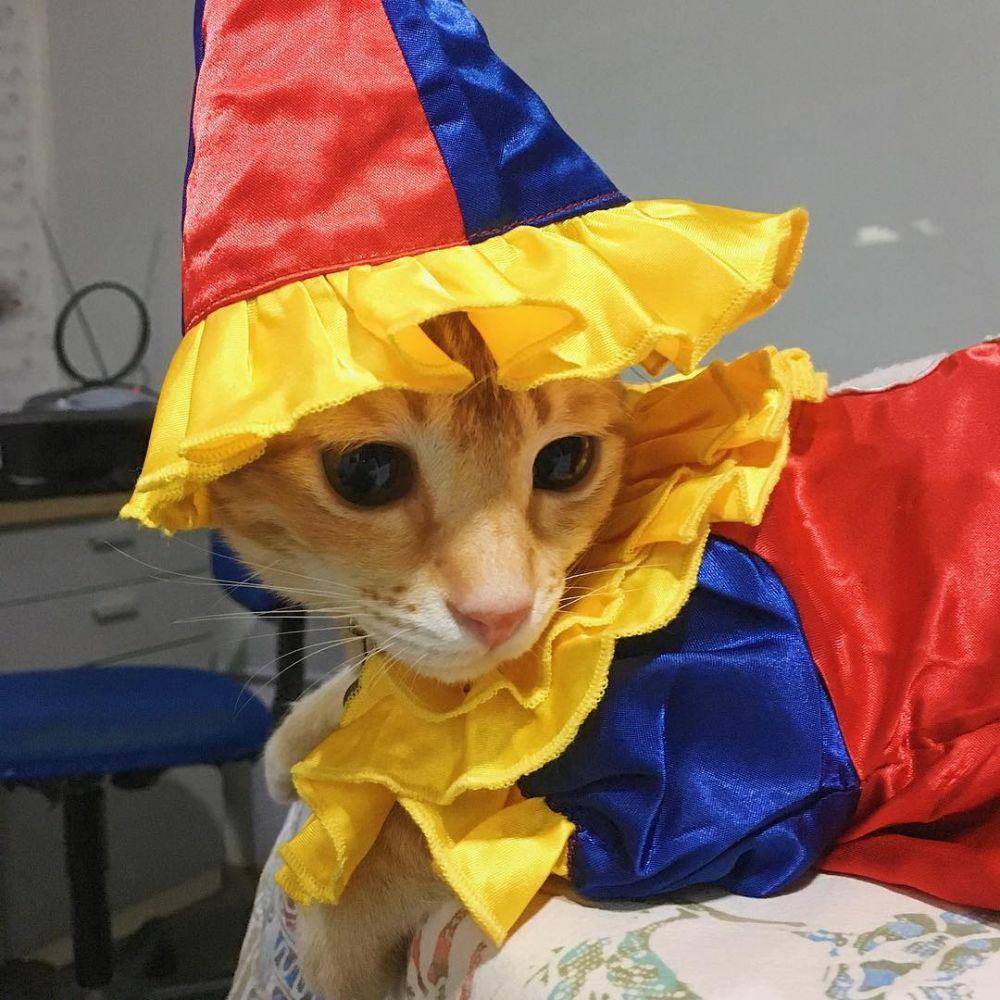 Instagram.com/babypokito.cat