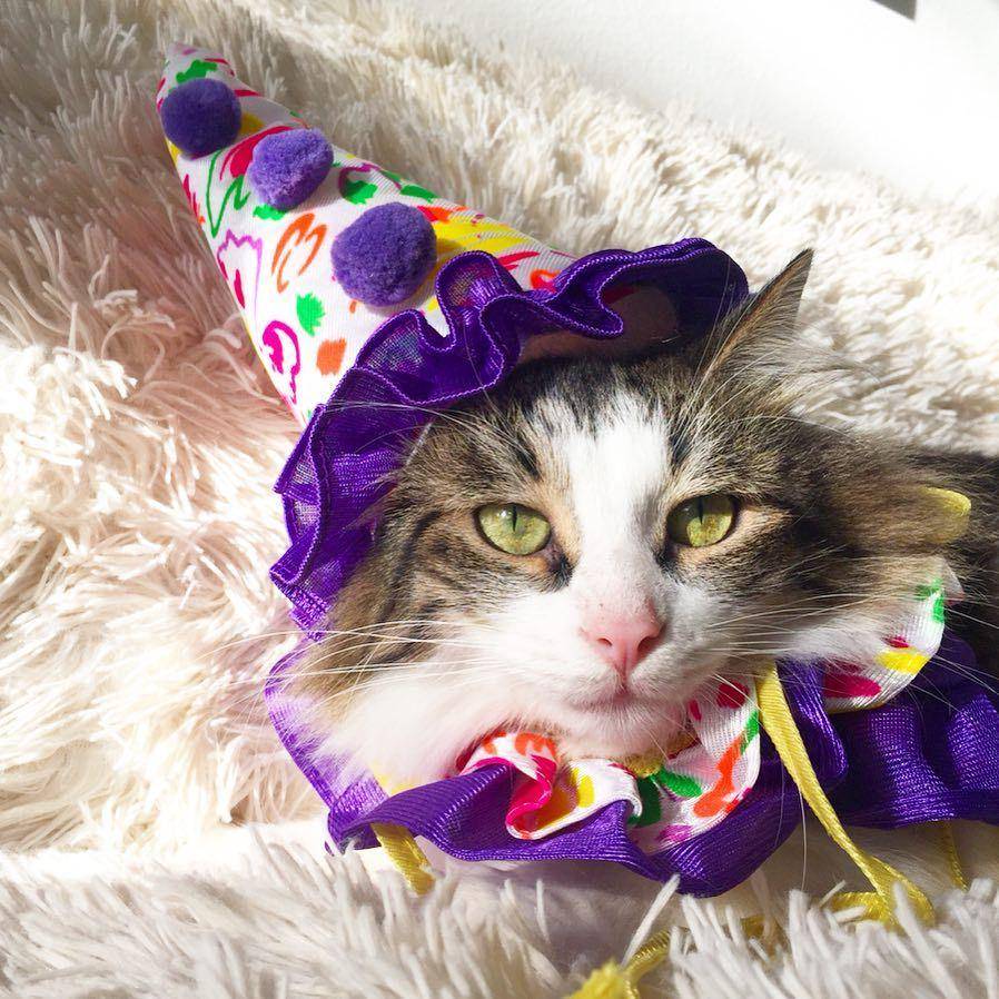 Instagram.com/furballsociety
