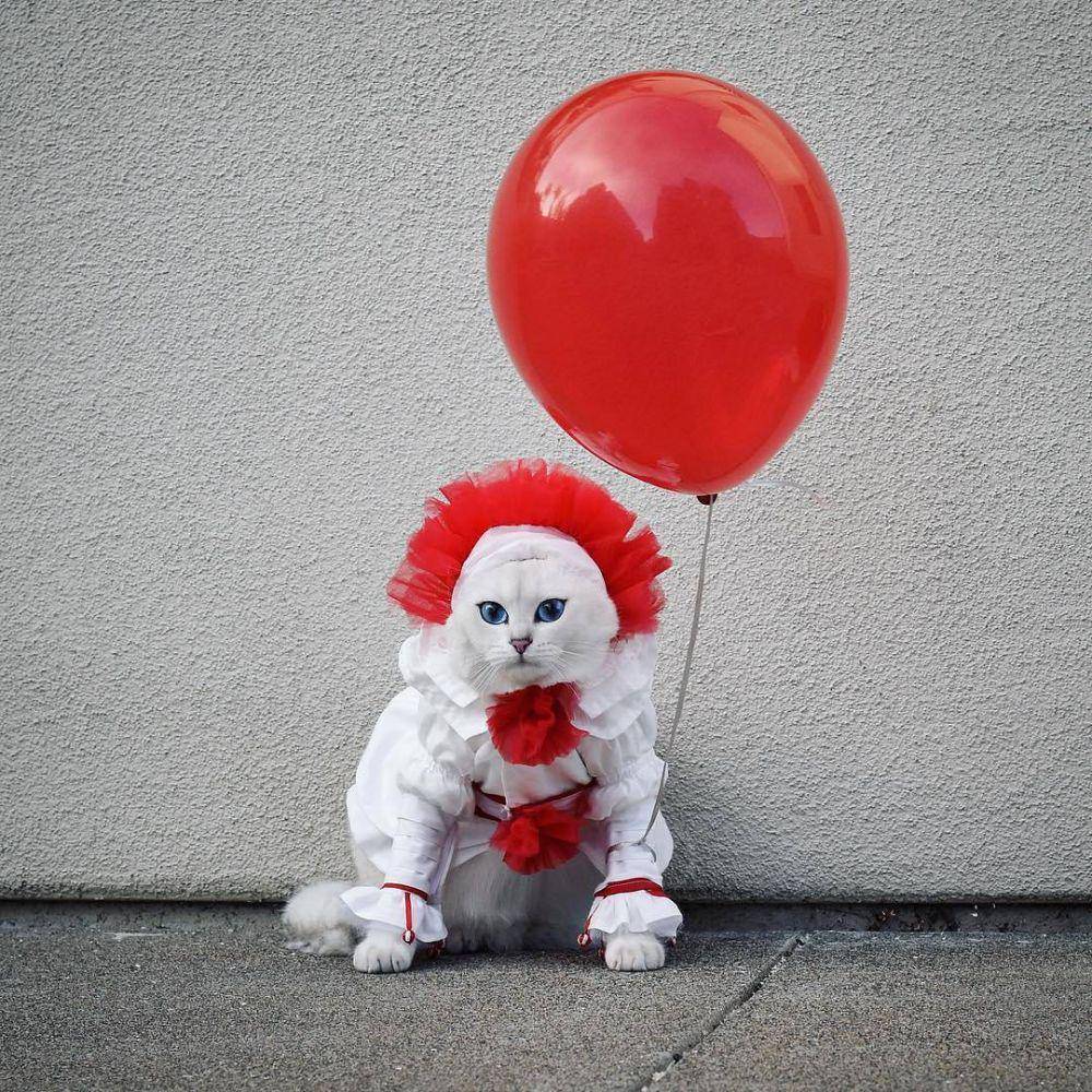 Instagram.com/shakingtails