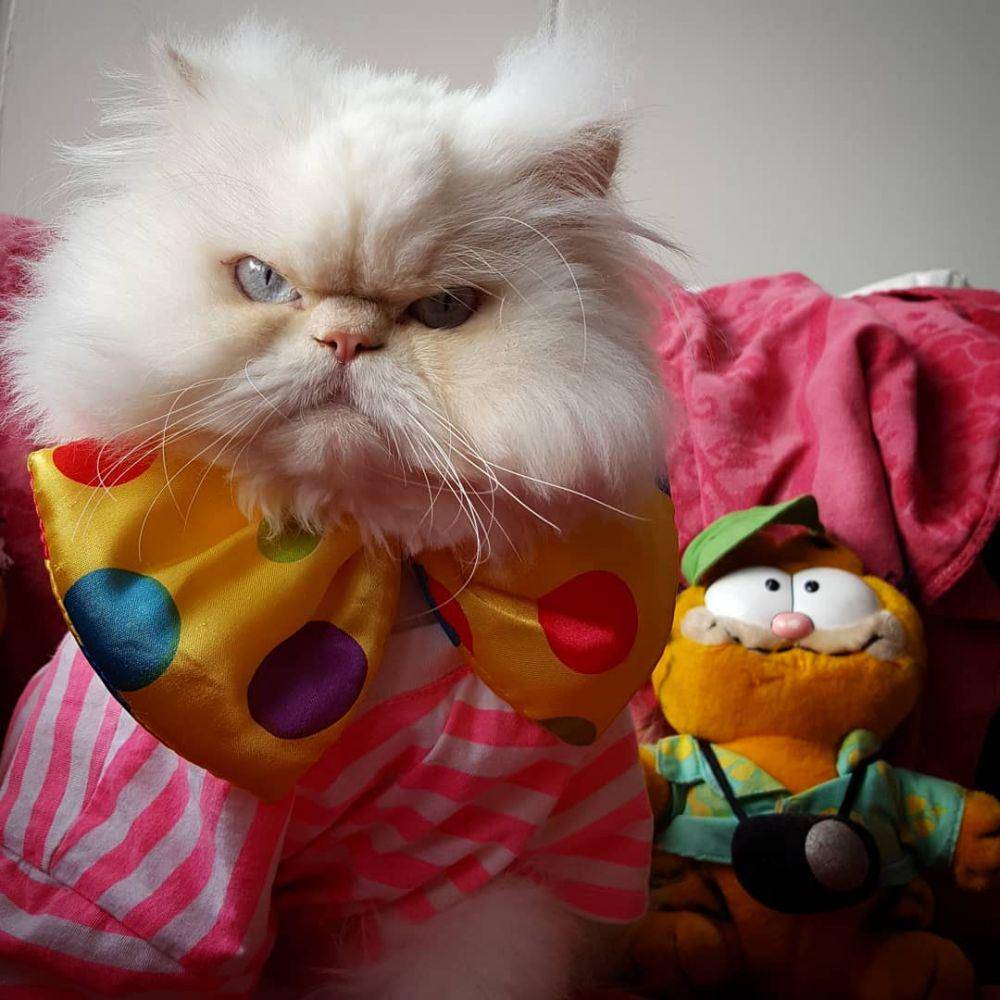Instagram.com/kirby_fluffy_persian