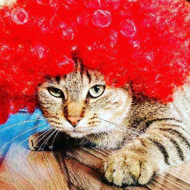 Instagram.com/the_cat_family_happy