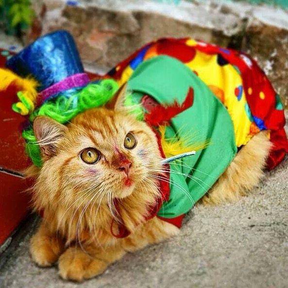 Instagram.com/matiaslivecat