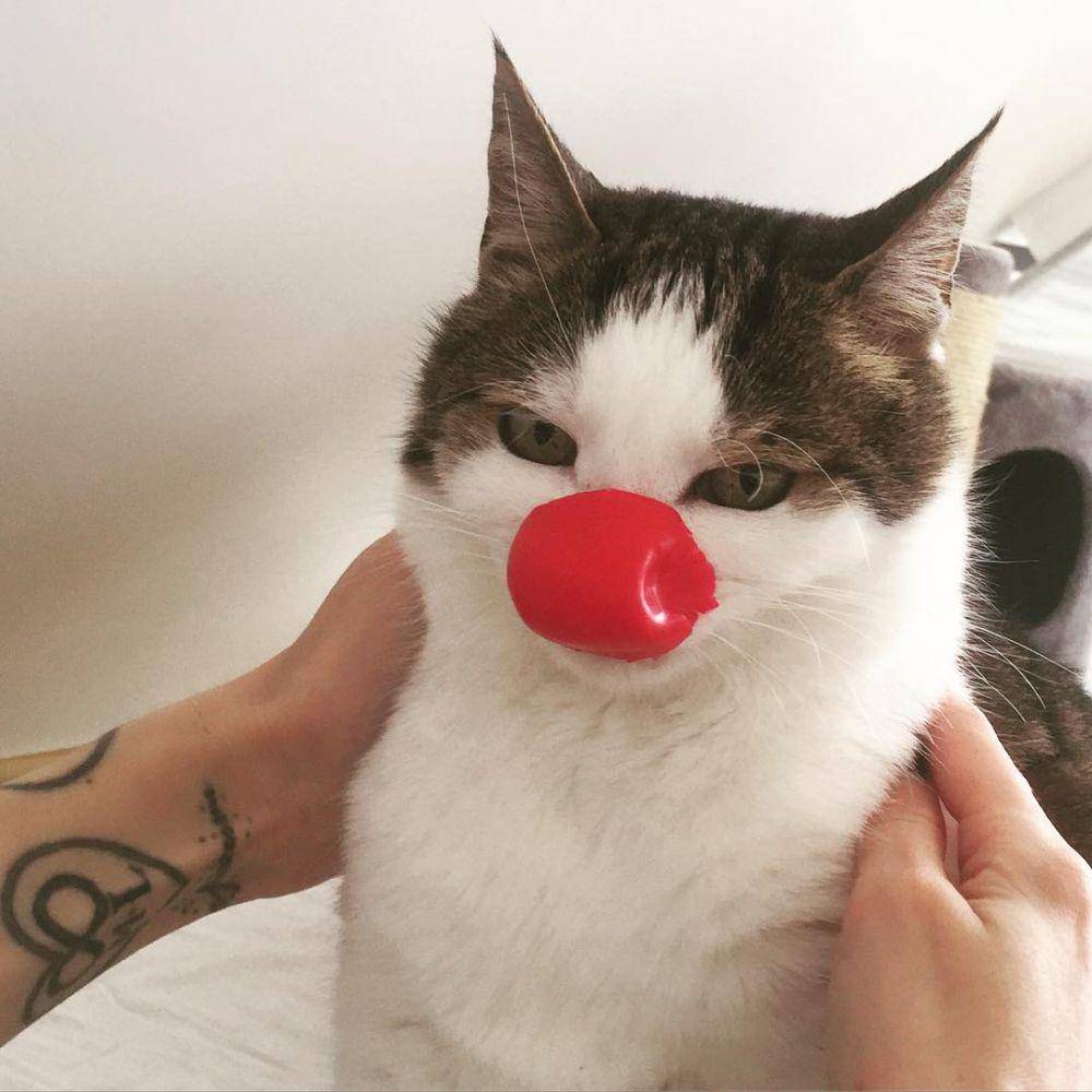 Instagram.com/kitty_cat_gang