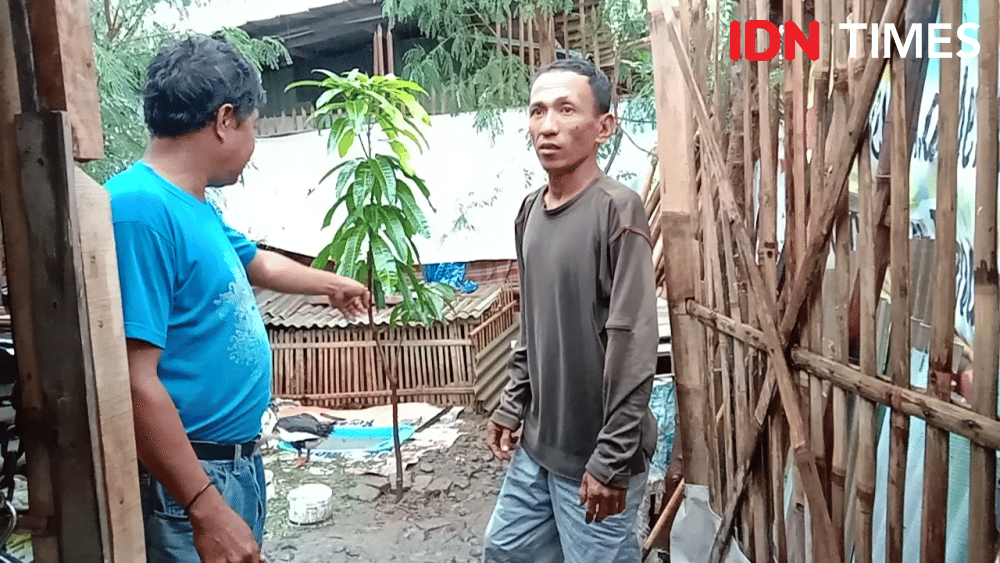 Seekor ular piton ditangkap warga saat memangsa seekor mentok di Kelurahan Pesurungan Lor, Kecamatan Margadana, Kota Tegal, Selasa (17/12) siang. IDN Times/Haikal Adithya