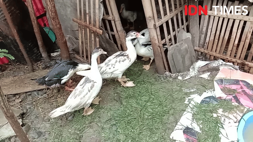 Seekor ular piton ditangkap warga saat memangsa seekor mentok di Kelurahan Pesurungan Lor, Kecamatan Margadana, Kota Tegal, Selasa (17/12) siang. IDN Times/Haikal Adithya